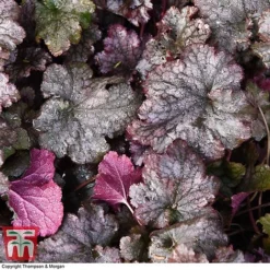 Heuchera 'Plum Pudding' -Plants Sales Store HEUCPLUM T28601 A1