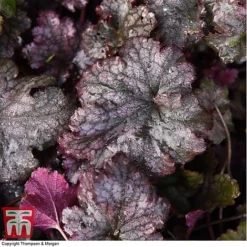 Heuchera 'Plum Pudding' -Plants Sales Store HEUCPLUM T28602 A1