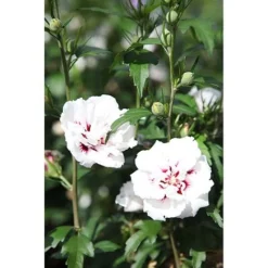 Hibiscus Syriacus 'Lady Stanley' -Plants Sales Store HIBI T67941 A h