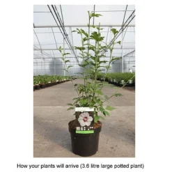 Hibiscus Syriacus 'Lady Stanley' -Plants Sales Store HIBI T67941 B h
