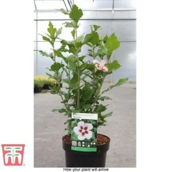 Hibiscus Syriacus 'Hamabo' -Plants Sales Store HIBI T79052 D