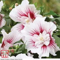 Hibiscus 'Starburst Chiffon' -Plants Sales Store HIBI T81880 C1