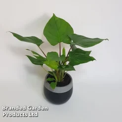 Homalomena 'Maggy' -Plants Sales Store HOMA MAGGY10CM S504381