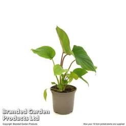 Homalomena 'Maggy' -Plants Sales Store HOMA MAGGY10CM T52104