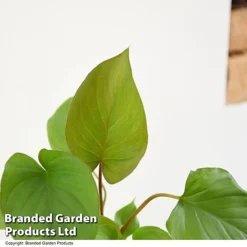 Homalomena 'Maggy' -Plants Sales Store HOMA MAGGY T52107