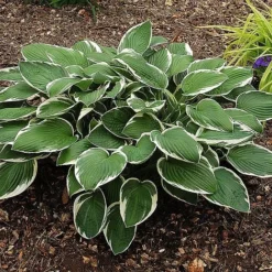 Hosta 'Francee'