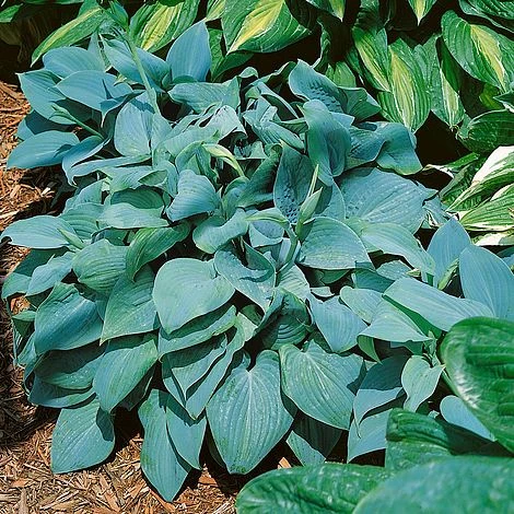 Hosta 'Fragrant Blue' 1 Hosta 'Fragrant Blue'