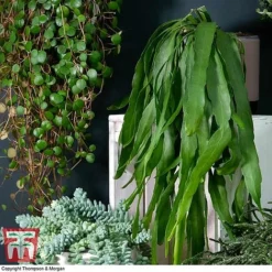 Nurserymans Choice Hanging Basket Succulent Plant Collection -Plants Sales Store HOU KB3438 C