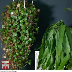 Nurserymans Choice Hanging Basket Succulent Plant Collection -Plants Sales Store HOU KB3438 D