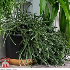 Nurserymans Choice Hanging Basket Succulent Plant Collection -Plants Sales Store HOU KB3438 F