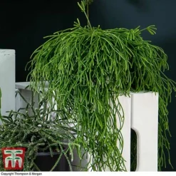 Nurserymans Choice Hanging Basket Succulent Plant Collection -Plants Sales Store HOU KB3438 G