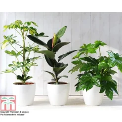 T&M's Choice House Plant Mix -Plants Sales Store HOUS T78783 C h