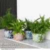 Mixed Delphi Ceramic House Plants