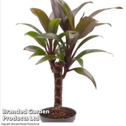 Houseplant Tropical Mix -Plants Sales Store HOUS TROP KF0878 A