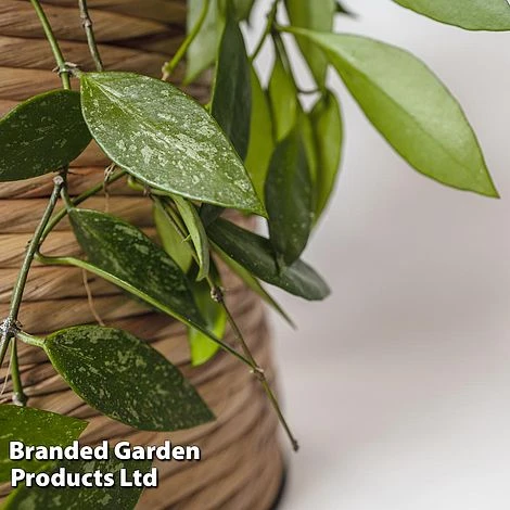 Hoya Gracilis 2 Hoya Gracilis - Image 2