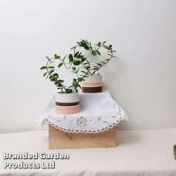 Heart-Shaped Hoya Carnosa In Decorative Ceramic Pot -Plants Sales Store HOYA HEARTC9CM S47727