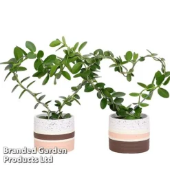 Heart-Shaped Hoya Carnosa In Decorative Ceramic Pot -Plants Sales Store HOYA HEARTC9CM S47728