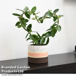 Heart-Shaped Hoya Carnosa In Decorative Ceramic Pot -Plants Sales Store HOYA HEARTCARN T48045