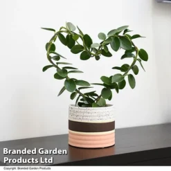 Heart-Shaped Hoya Carnosa In Decorative Ceramic Pot -Plants Sales Store HOYA HEARTCARN T48046