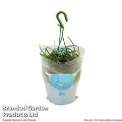 Hoya Linearis -Plants Sales Store HOYA LINEA12CM T48001