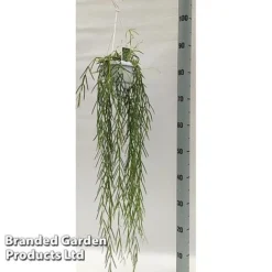 Hoya Linearis -Plants Sales Store HOYA LINEARIS KF1285 A