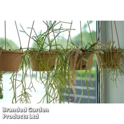 Hoya Linearis -Plants Sales Store HOYA LINEARIS KF1285 B