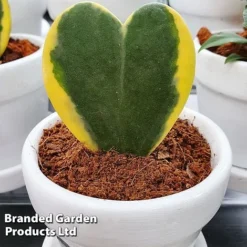 Hoya Kerrii 'Variegata'