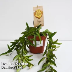 Hoya Wayetii -Plants Sales Store HOYA WAYET12CM T45174E