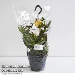 Hoya Wayetii -Plants Sales Store HOYA WAYET14CM T45350