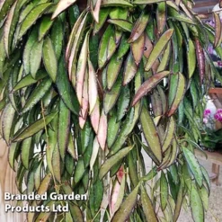 Hoya Wayetii -Plants Sales Store HOYA WAYETII KF1288