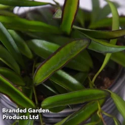 Hoya Wayetii -Plants Sales Store HOYA WAYETII T45177B