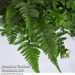 Humata Tyermannii -Plants Sales Store HUMA WKC8849 C