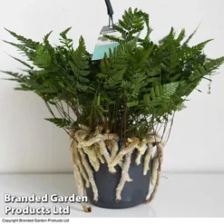 Humata Tyermannii -Plants Sales Store HUMA WKC8849 D