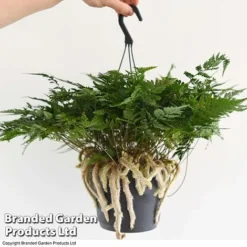 Humata Tyermannii -Plants Sales Store HUMA WKC8849 E