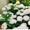 Hydrangea Macrophylla 'Mme E. Mouillere'