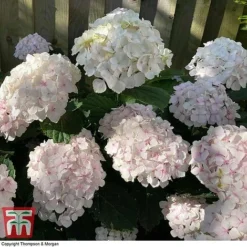 Hydrangea Macrophylla 'Mme E. Mouillere' -Plants Sales Store HYD t66239 D
