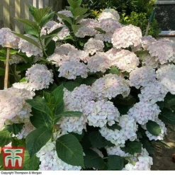 Hydrangea Macrophylla 'Mme E. Mouillere' -Plants Sales Store HYD t66239 E