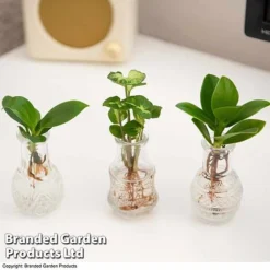 Hydroponic Collection Trio -Plants Sales Store HYDR COLL C