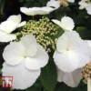Hydrangea Macrophylla 'Benxi'