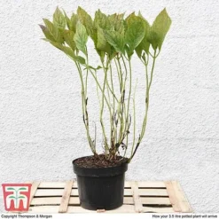 Hydrangea Macrophylla 'Blue Danube' -Plants Sales Store HYDR T58101 C