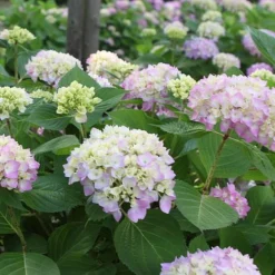 Hydrangea Macrophylla 'Endless Summer - The Original'