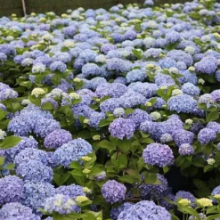 Front Page -Plants Sales Store HYDR T62054 B h