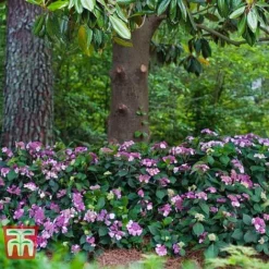 Hydrangea Macrophylla 'Endless Summer - Twist & Shout' -Plants Sales Store HYDR T62055 D