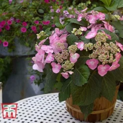 Hydrangea Macrophylla 'Endless Summer - Twist & Shout' -Plants Sales Store HYDR T62055 E