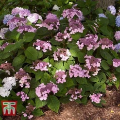 Hydrangea Macrophylla 'Endless Summer - Twist & Shout' -Plants Sales Store HYDR T62055 F