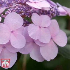 Hydrangea Macrophylla 'Endless Summer - Twist & Shout' -Plants Sales Store HYDR T62055 G
