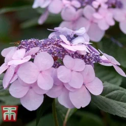 Hydrangea Macrophylla 'Endless Summer - Twist & Shout' -Plants Sales Store HYDR T62055 H