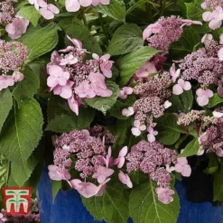 Hydrangea Macrophylla 'Endless Summer - Twist & Shout' -Plants Sales Store HYDR T62055 I