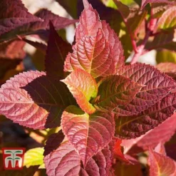 Hydrangea Macrophylla 'Endless Summer - Twist & Shout' -Plants Sales Store HYDR T62055 J