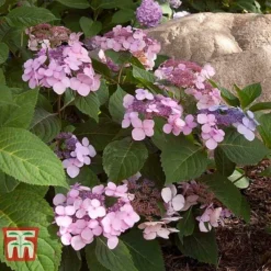 Hydrangea Macrophylla 'Endless Summer - Twist & Shout' -Plants Sales Store HYDR T62055 K